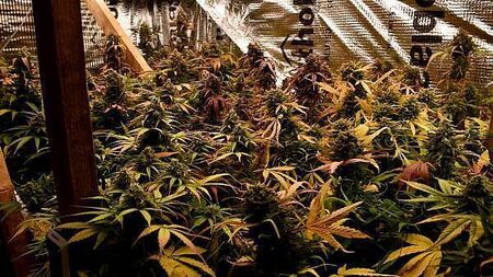 Man arrested after gardaí discover cannabis farm inside south Dublin home