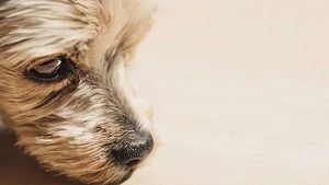 Election 2024: ISPCA calls for people to 'make their voices count' for animal welfare Election 2024: ISPCA calls for people to 'make their voices count' for animal welfare