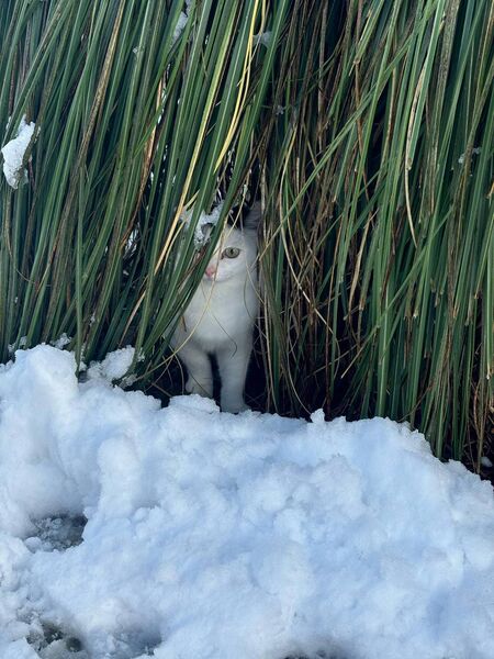 Tilly tries to hide from the snow in Ballycroy.