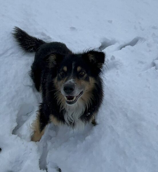 Sam loves the snow in Ballycroy!