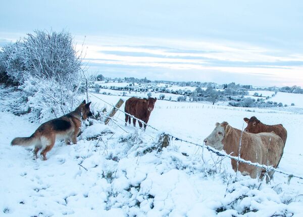 Bonnie chatting with the local cattle in Irishtown. Bonnie chatting with the local cattle in Irishtown.