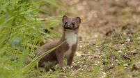 The myths and legends about the Irish stoat
