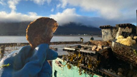 Native oyster fisheries in Mayo are thriving thanks to innovative scheme