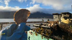 Native oyster fisheries in Mayo are thriving thanks to innovative scheme Native oyster fisheries in Mayo are thriving thanks to innovative scheme