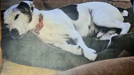 Dog owner jailed over ‘harrowing’ neglect of Jack Russell with untreated tumour the size of a grapefruit