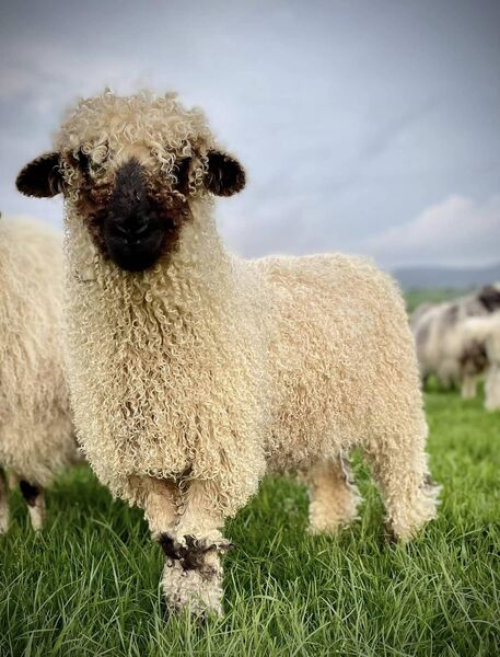 The black on its nose, eyes, ears, knees, hocks and feet and otherwise light woolly coats make them Valais sheep quite unmistakable. The black on its nose, eyes, ears, knees, hocks and feet and otherwise light woolly coats make them Valais sheep quite unmistakable.