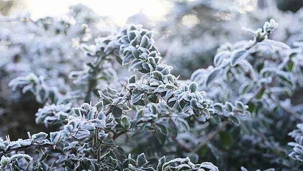 Status yellow low temperature warning issued for 19 counties