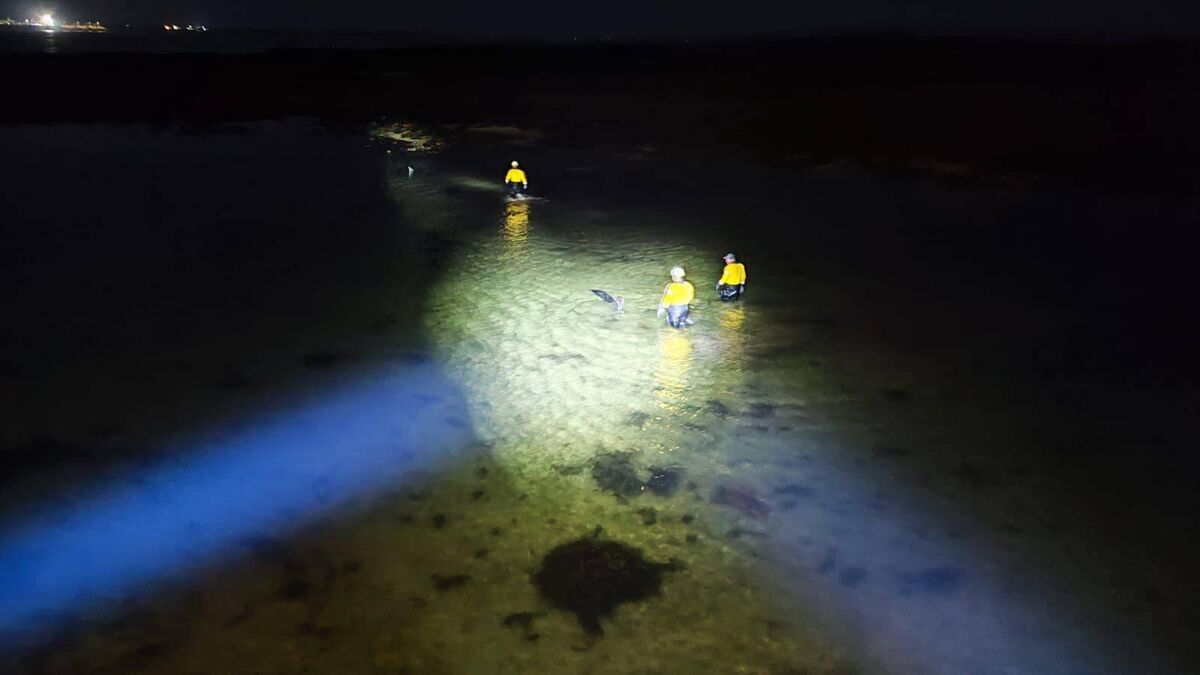 'Fair play to all involved' - stranded dolphins rescued off the west coast