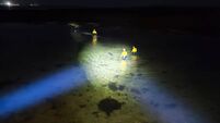 'Fair play to all involved' - stranded dolphins rescued off the west coast