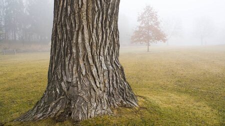 'Sad sight' as 300-year-old tree felled in Mayo