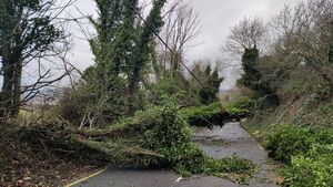 'Top-heavy' trees on Mayo roads are a 'danger' to the public 'Top-heavy' trees on Mayo roads are a 'danger' to the public