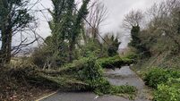 'Top-heavy' trees on Mayo roads are a 'danger' to the public