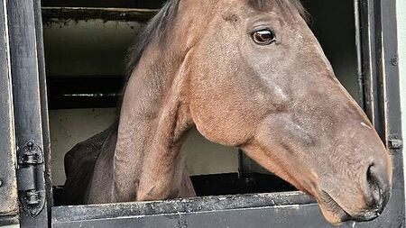 Starving ex-racehorse found covered in sores and tied to fence at fair