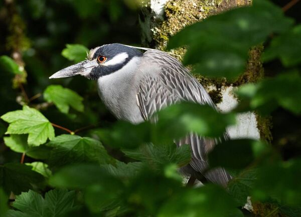 The rare North American heron pictured in Belcarra. Picture: Ger Nee 