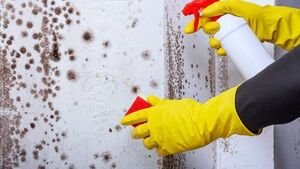 Mayo company provide tips on damp and mould prevention at home