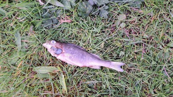 One of the more than 900 fish killed as a result of the pollution incident. One of the more than 900 fish killed as a result of the pollution incident.