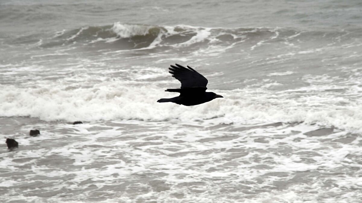 Restoring the reputation of the humble crow