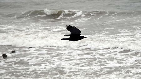 Restoring the reputation of the humble crow