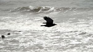 Restoring the reputation of the humble crow
