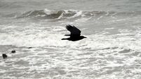 Restoring the reputation of the humble crow