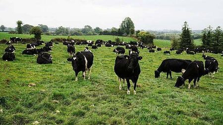 Explained: What would happen if foot and mouth disease returned to Ireland?