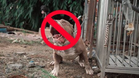 Mayo County Council warn of illegal ownership of certain dog from next month 