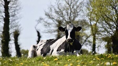 Roscommon farmer has appeal rejected over false statement to gardaí about missing cattle