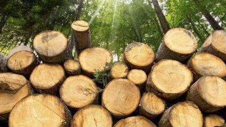 Forestry has become a "blight" in some parts of Mayo
