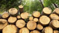 Forestry has become a "blight" in some parts of Mayo