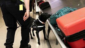 Man jailed for transporting cannabis into Ireland when he believed it was edible bird nests