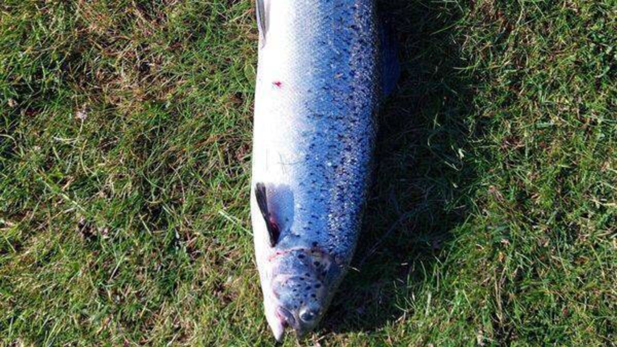 Fears over impact of Mayo fish escape on wild salmon