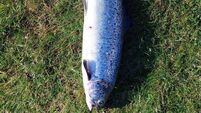 Fears over impact of Mayo fish escape on wild salmon