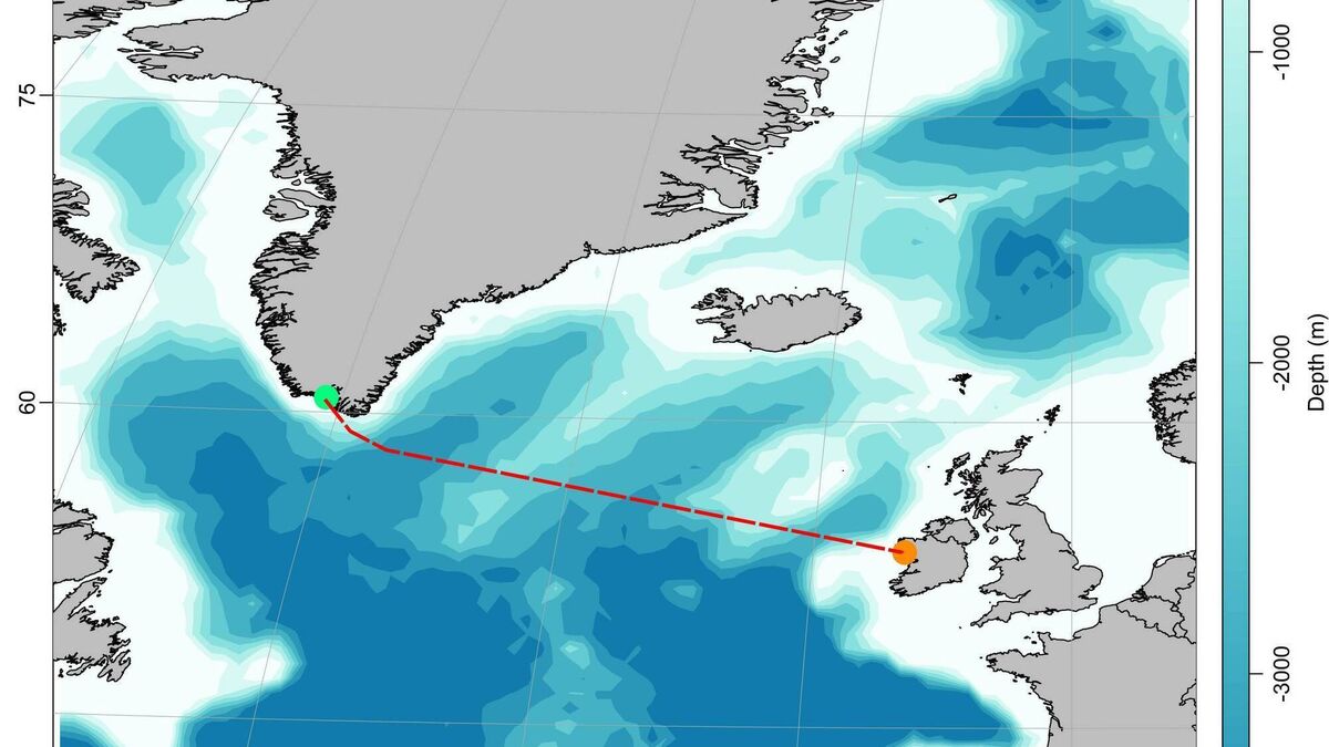 Particular fish swam over 2,000km to Mayo