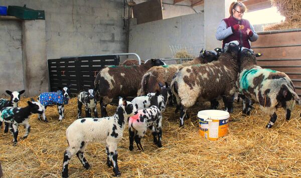 Lindsey Finch, from Ballinrobe, feeding her Dutch Spotties a biscuit. Picture: Keeley Clesham