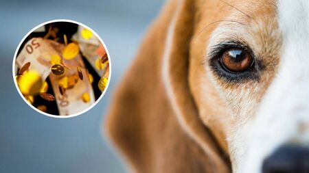 'Swore on my dog's life' - Mayo native reveals how they won life-changing money