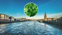 REVEALED: Grand Marshal for Ballina St. Patrick's Day Parade 2025 announced
