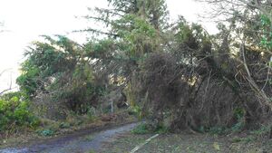 People left 'in dire straits' after Storm Éowyn People left 'in dire straits' after Storm Éowyn