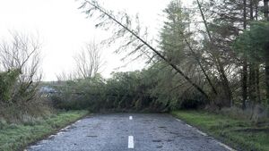'There are too many trees near road network'