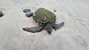 Rare and endangered green turtle washes up on Co Clare beach