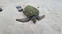 Rare and endangered green turtle washes up on Co Clare beach