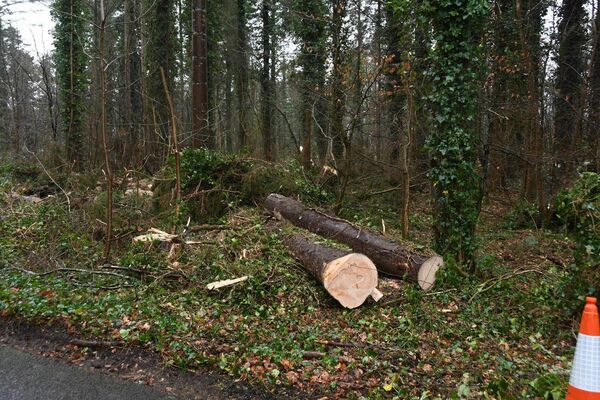 Fallen Trees In Belleek Woods. Picture: John O'Grady. Fallen Trees In Belleek Woods. Picture: John O'Grady.
