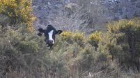 Out-wintering cattle was once commonplace