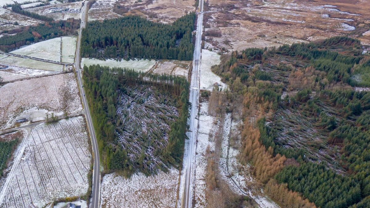 Forestry owners still counting cost of storm