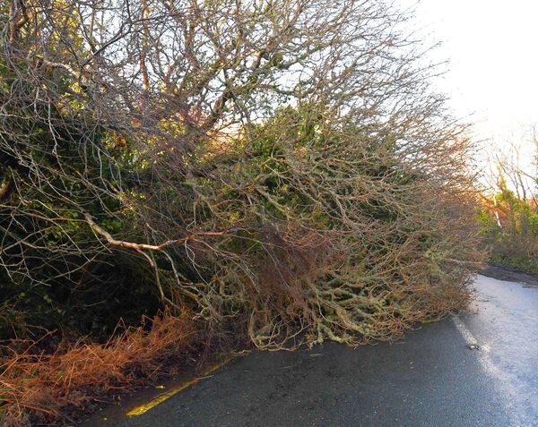 A fallen tree near Pontoon makes the Castlebar to Knockmore road completely impassable due to the hurricane force Storm Eowyn which crossed the country last Friday. Picture: David Farrell Photography A fallen tree near Pontoon makes the Castlebar to Knockmore road completely impassable due to the hurricane force Storm Eowyn which crossed the country last Friday. Picture: David Farrell Photography