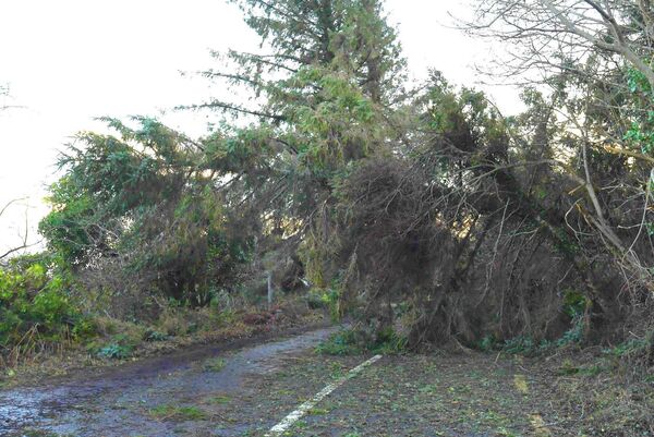 A fallen tree makes the Castlebar to Lahardane road at Ross completely impassable due to the hurricane force Storm Eowyn which crossed the country last Friday. Picture: David Farrell Photography A fallen tree makes the Castlebar to Lahardane road at Ross completely impassable due to the hurricane force Storm Eowyn which crossed the country last Friday. Picture: David Farrell Photography