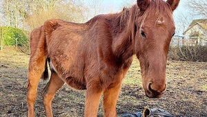 Kildare couple jailed for five months over cruelty to horse Kildare couple jailed for five months over cruelty to horse