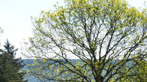 The slow death of the beautiful ash tree