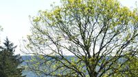 The slow death of the beautiful ash tree