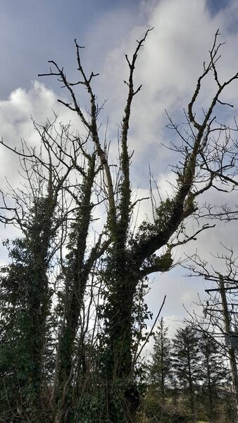 The fungus then grows inside the tree, eventually blocking its water transport systems and causing it to die. Picture: Pat McCarrick