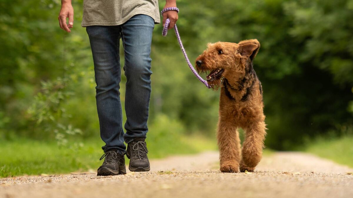 'Serious issue' with dogs at busy Mayo area